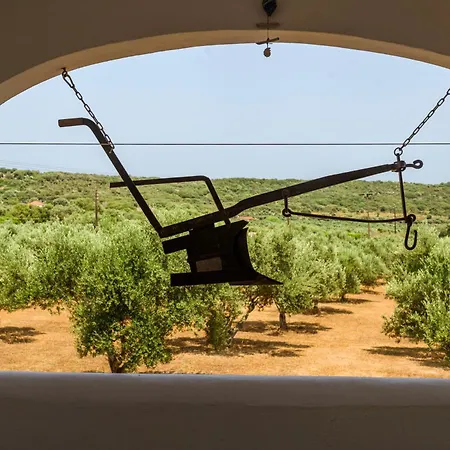 Olive Tree Horizon