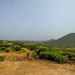 Olive Tree Horizon *