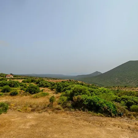 Olive Tree Horizon *