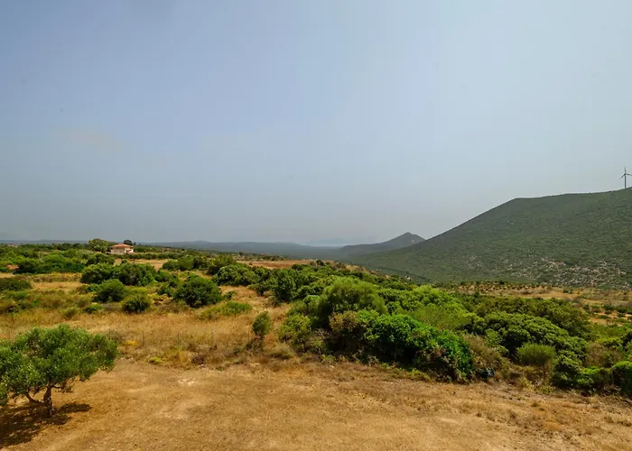 Olive Tree Horizon *